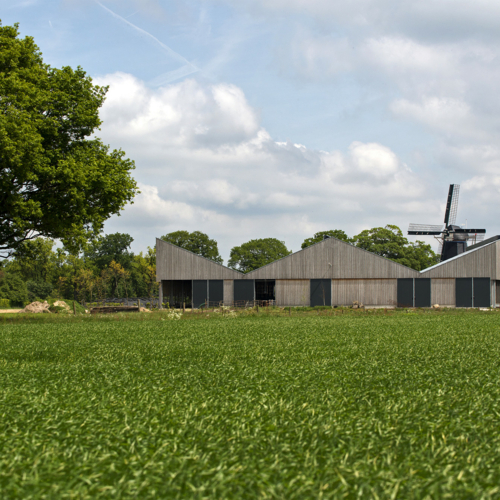 hoenderken-teenstraprijs