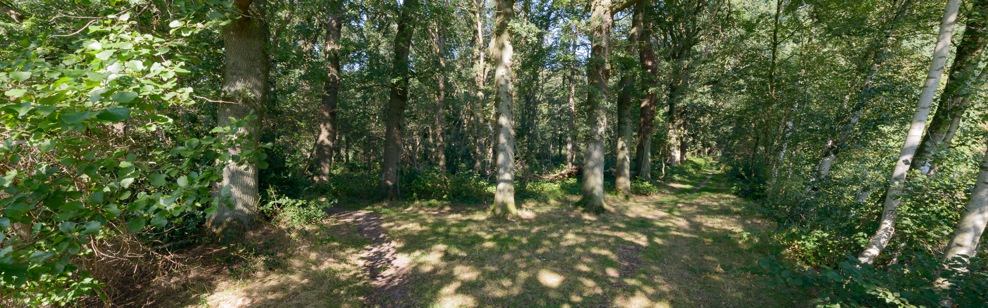 scharlakenbos-haren-2